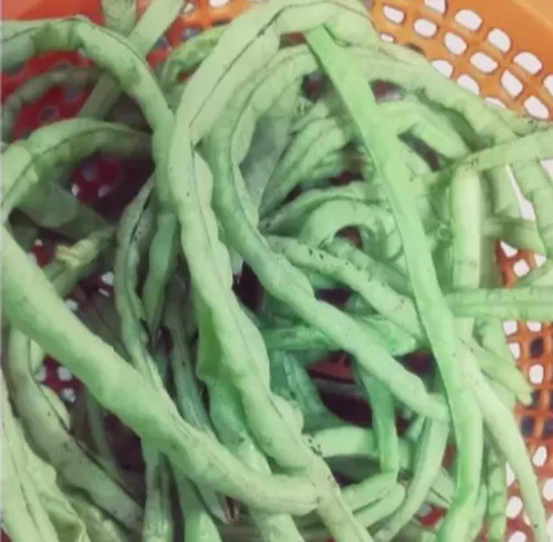 豆角次品