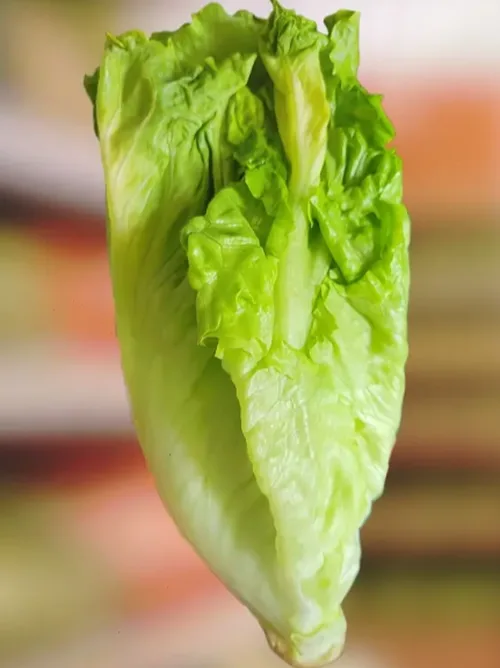 生菜次品