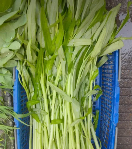 空心菜次品