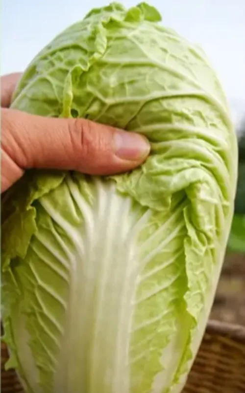 白菜次品