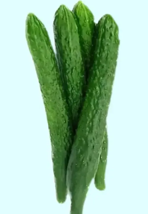 黄瓜好货