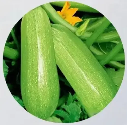 西葫芦好货