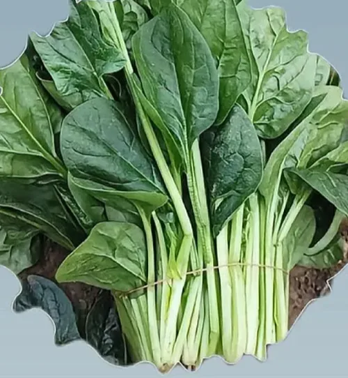 菠菜次品