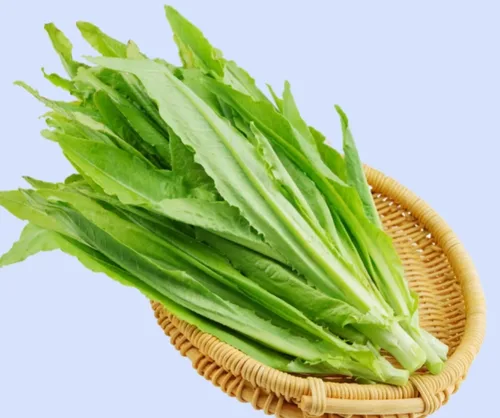 油麦菜好货