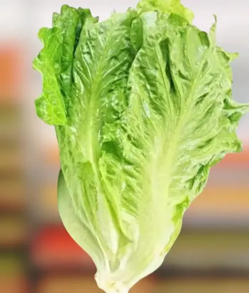 生菜好货