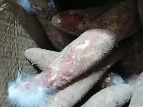 紫薯次品