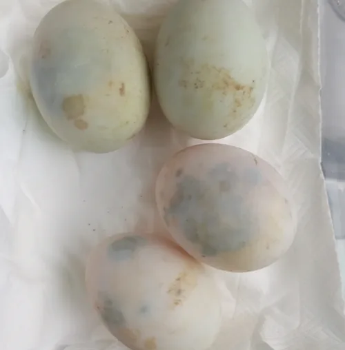 鸭蛋次品
