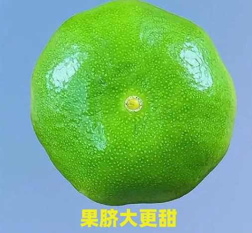橘子好货