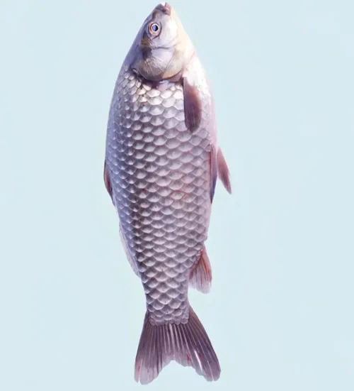 鲫鱼次品