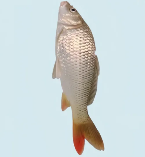 鲤鱼次品