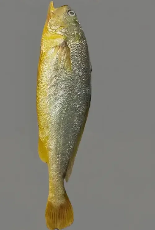 黄花鱼次品