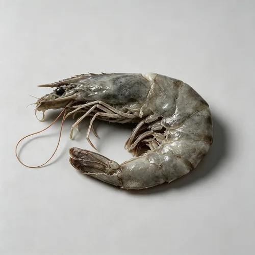明虾次品