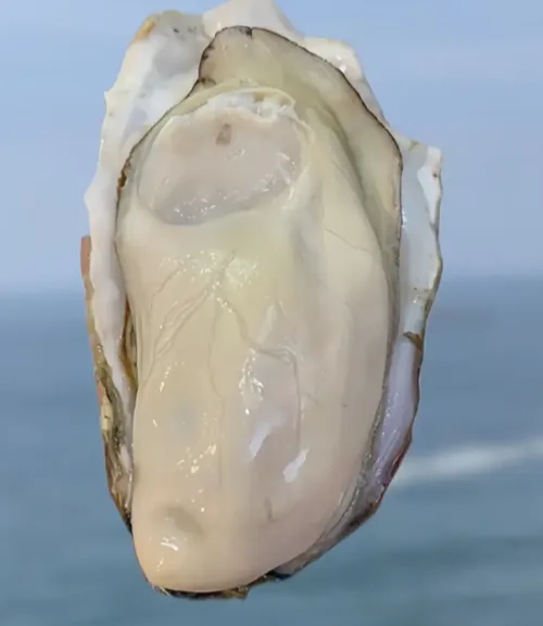 生蚝好货
