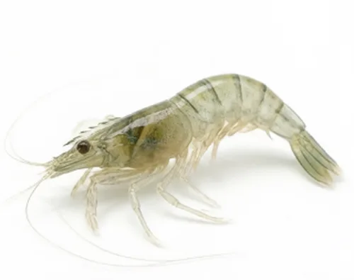 河虾好货